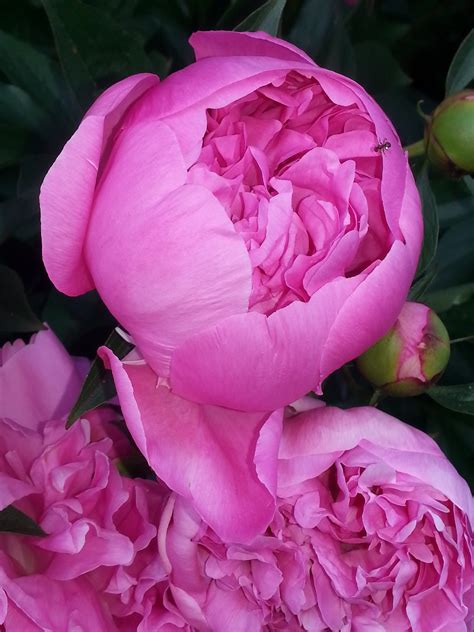 Free Images Nature Blossom Flower Petal Pink Flora Peony