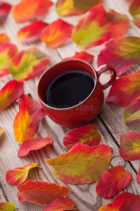 Coffee With Autumn Leaves Stock Image Image Of Autumn 104230343