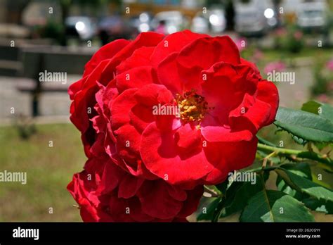 Garden Red Roses Hi Res Stock Photography And Images Alamy