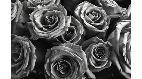 Black Roses Wallpaper (64+ images) Find the best aesthetic wallpapers on getwallpapers.