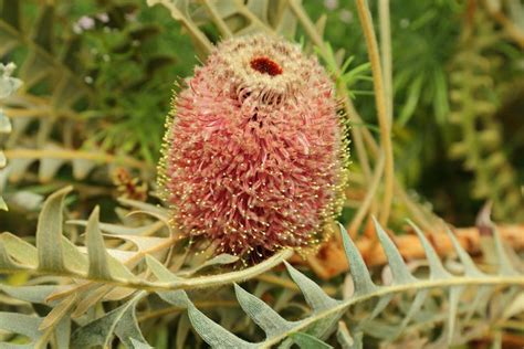 We did not find results for: Star of the season Dwarf Banksia | Australian native ...
