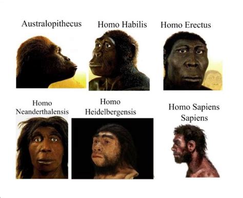 Origen De La Tierra Evolucion De Los Primates Y Hominidos