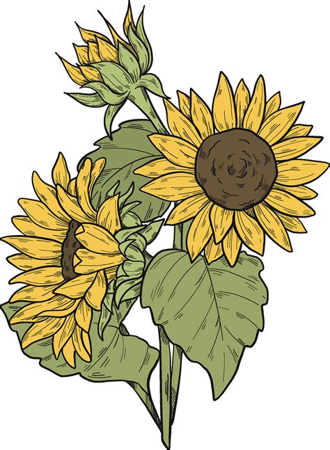 Free 73 Transparent Background Stem Sunflower Clipart Svg Png Eps Dxf File