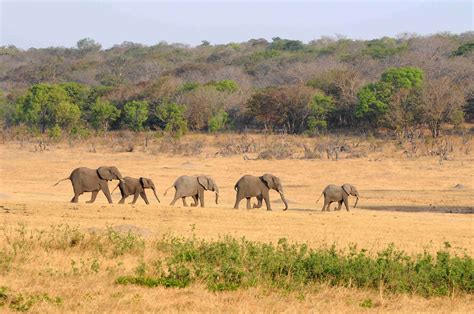 6 Day Explore Zimbabwe Budget Camping Safari African Overland Tours