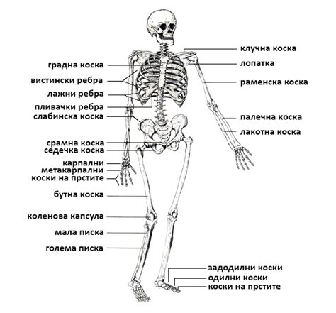 Скелет Andriana Dimitrov