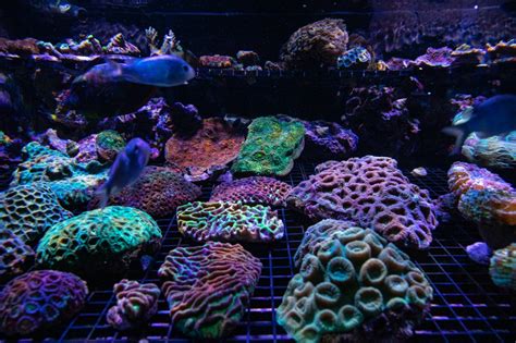 Reef Systems Is An Incredibly Chill Coral And Aquatics Store
