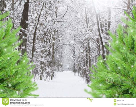Snowed Forest With Evergreen Trees Royalty Free Stock Images Image