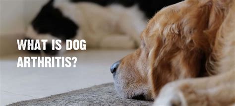 Arthritis In Dogs 7 Signs And Symptoms