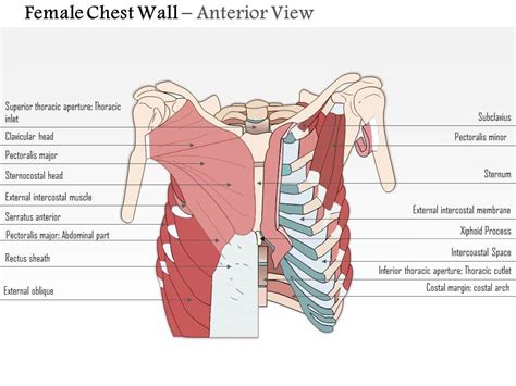 Chest Muscles Anatomy Woman Anatomy Drawing Diagram Images And Photos