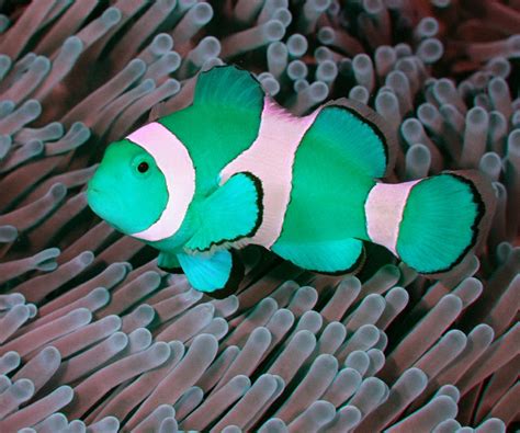 Green Clown Fish Very Rare By Danielwolf14 On Deviantart