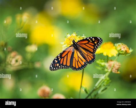 Migrating Monarch Butterfly Danaus Plexippus Feeding Wings Opened On