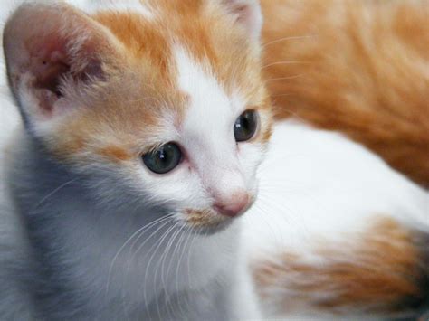 Adorable Small Kitten Free Image Download