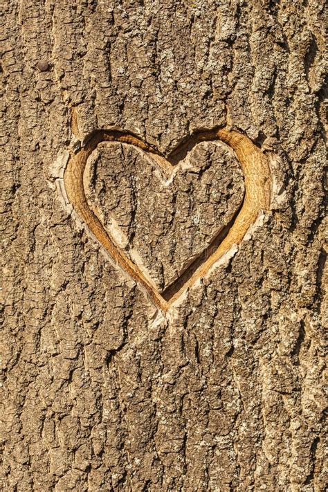 Heart Carved In Tree Trunk Stock Image Image Of Conceptual 16922617