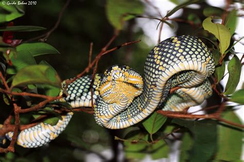 Venom aren't usually fatal unless they get to blood stream or soft tissues. Snake venom improves safety of common heart attack drugs