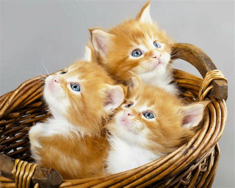 Download Baby Animal Cute Basket Kitten Animal Cat Cute Cat 4k Ultra Hd