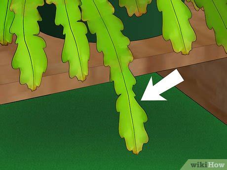 Growing cactus from cuttings is a great way to have an instant garden. How to Grow Epiphyllum Cactus (with Pictures) - wikiHow