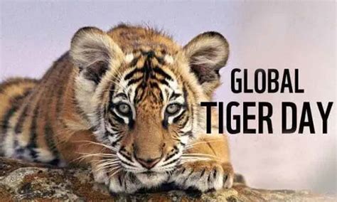 National pet day is april 11, although if you're a pet owner, you know there's not a day that goes by that you don't celebrate your animal companion! International Tiger Day 2019: History and Importance of ...