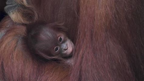 Sumatran Orangutan Born At Chester Zoo Youtube