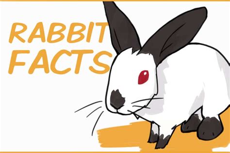 33 Awesome Rabbit Facts To Impress Your Friends