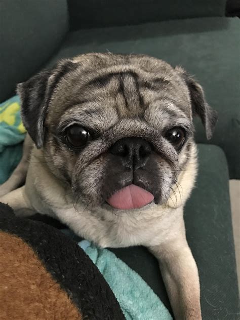 Look At That Tongue Ifttt2jp1mgl Pugs Funny Pug Love Pugs