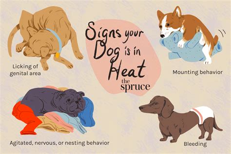The 7 Ways To Know That Your Dog Is In Heat We Are The Pet