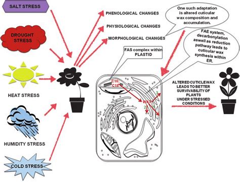 1 Schematic Diagram Showing Plant Response Toward Abiotic Stresses