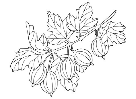 Gooseberry Plant Coloring Pages Gooseberry Coloring Pages Coloring