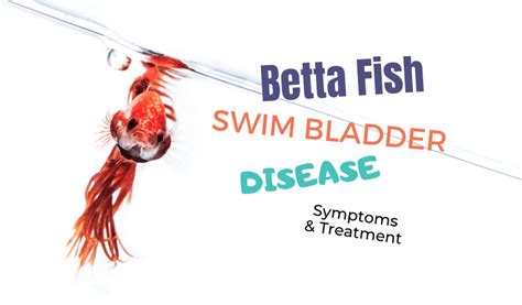 Swim Bladder Disease in Betta Fish (Symptoms & Treatment)
