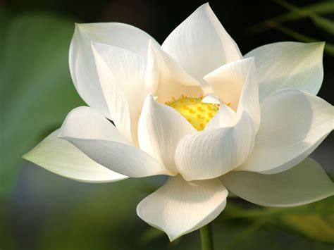 Lotus flower black and white tattoo. White Lotus HD Wallpaper | Background Image | 1920x1440 ...