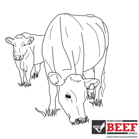 Coloring Cattle Beefmaster Pages Beef Cow Angus Bull Outline Sheets