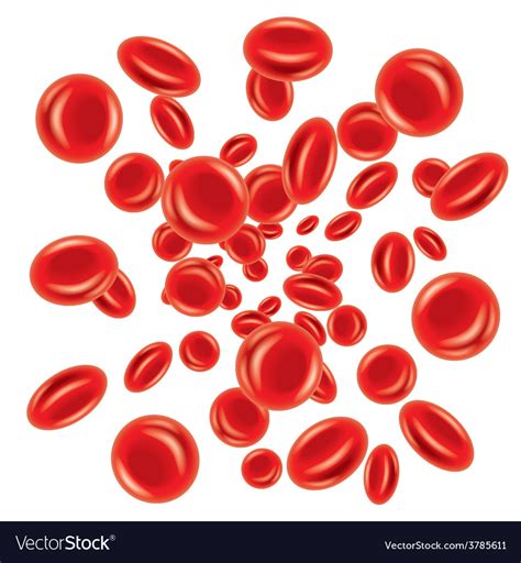 Blood Cells Isolated Royalty Free Vector Image