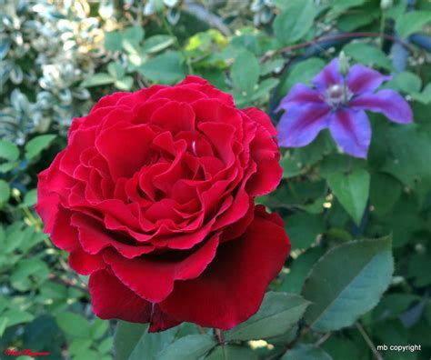 Rose (Rosa 'Velvet Fragrance') in the Roses Database ...