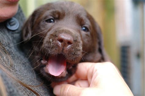 While purchasing a chocolate lab puppy, you can expect the price to be between $800 and $1200. Chocolate Labrador Puppies | Kirknewton, Midlothian | Pets4Homes