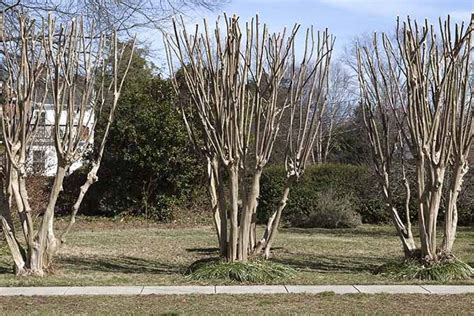 How To Properly Prune Crape Myrtle Trees Gardeners Path Myrtle