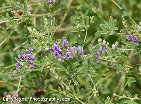 'rising sun' 'ruby falls' red/burgundy heart shaped leaves 'tennessee pink' true pink flowers 'texas white' white flowers 'vanilla twist' var. Thumbnail Index of Blue / Purple Texas Wildflowers : Texas ...