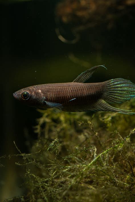 Wild Betta Fish