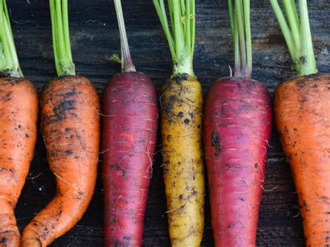 Tips For Harvesting And Storing Squash Kellogg Garden Organics
