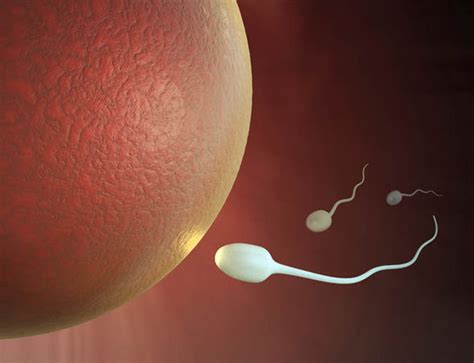 Fertility News Drop In Male Fertility Due To Cancer Life Life