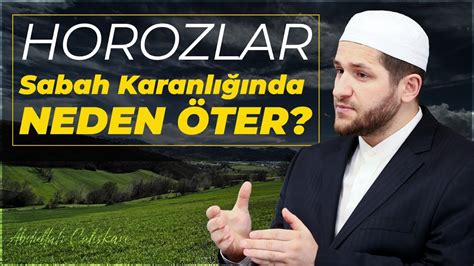 Horozlar Sabah Karanli Inda Neden Ter Abdullah Al Kan Youtube