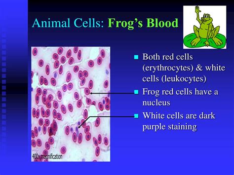 Furthermore, it is easy to distinguish between a plant and animal cell diagram just by inspecting the presence or absence of a cell wall. Frog Blood Cells Under Microscope Labeled - Micropedia