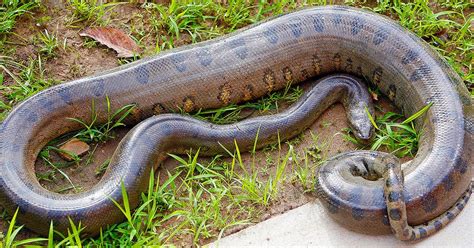 You Would Never Want To Encounter These Dangerous Snakes In Your Life