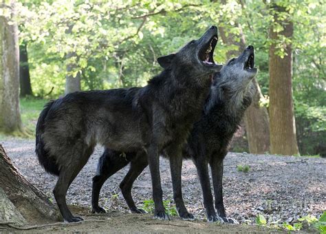 Gray Wolves Howling Photograph By Louise Murray Fine Art America