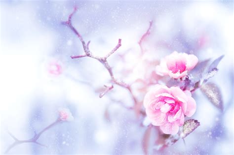 Beautiful Pink Roses In Snow And Frost In A Winter Park Christmas