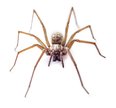 10 common house spiders and how to identify them, according to entomologists. Giant house spiders are creeping our way