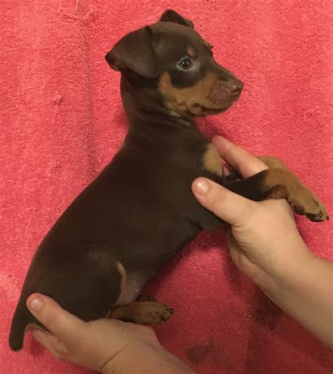 Miniature Pinscher Puppies For Sale Ocala Fl 244231