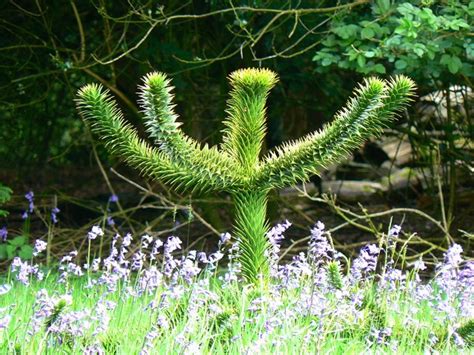 Learn more about the monkey puzzle tree, including its physical characteristics and life span. Monkey puzzle tree, Nuffield Place,... © Brian Robert ...
