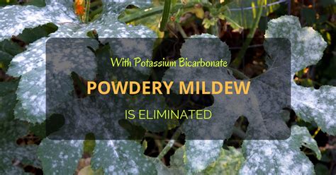 Mix milk and water in parts of 1:9. With Potassium Bicarbonate, Powdery Mildew is Eliminated