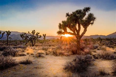 10 Incredible Things To Do In Joshua Tree National Park