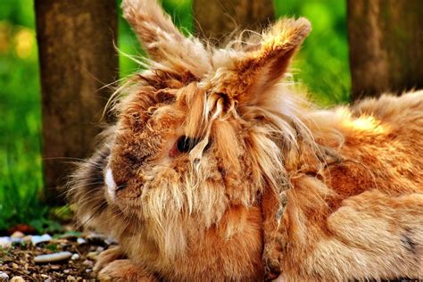 How To Groom Your Rabbit A Complete Guide Pethelpful
