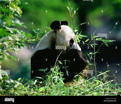 Giant Panda Ailuropoda Melanoleuca Eating Bamboo Stock Photo Alamy